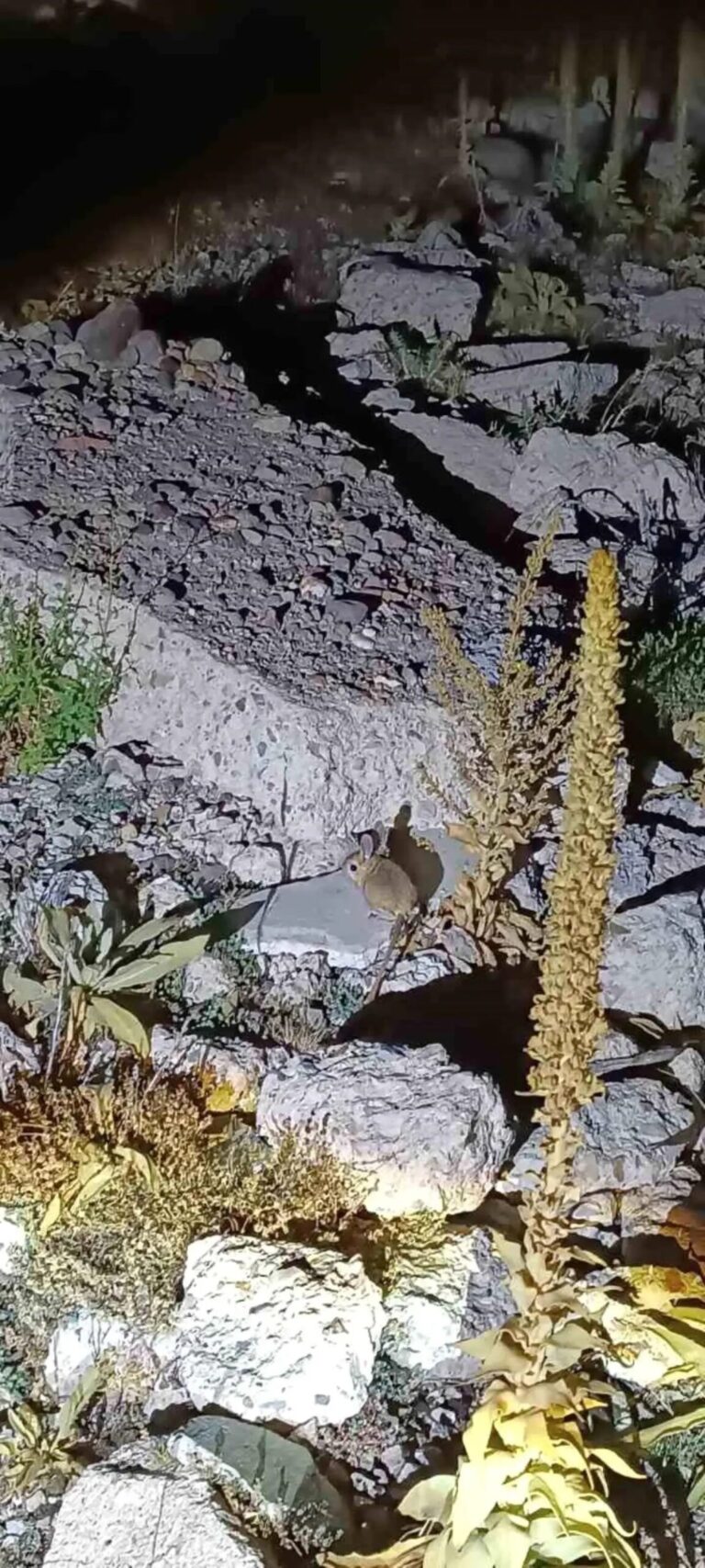 arap tavsani kumalar yaylasinda goruldu XSR82QPq