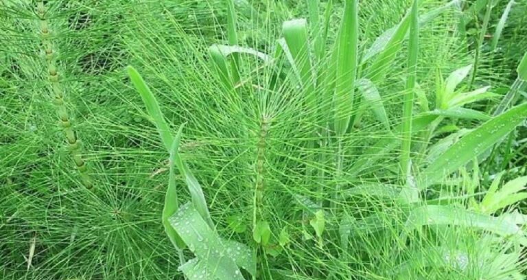 dogada kendiliginden yetisiyor hasat eden kilosunu 5 bin liraya satiyor agri kesiciden daha etkili aIcqdkTp