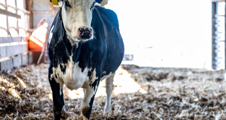 et ithalati 2024u solladi SgiI5PhE