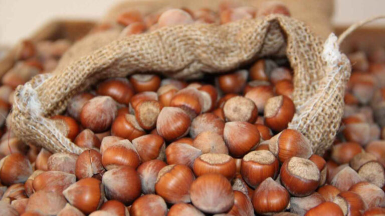 fiskobirlik findik ile ilgili kritik tarihi duyurdu 11 agustosta baslanacak 717R3v9W