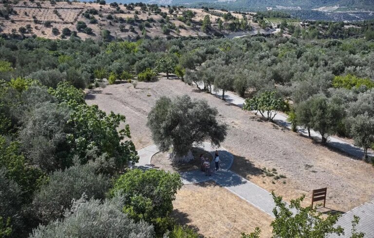 mersindeki 1316 yasindaki anit zeytin agaci g8vWdVY5