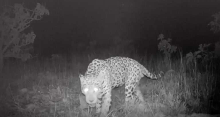 bilim insanlari saskin kilometrelerce yuzdu rekor kirdi 8Xsh59Ye