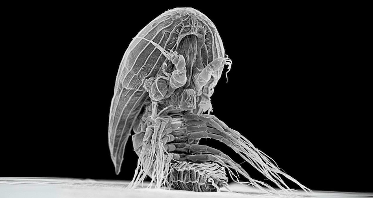 okyanusta suruklenirken bulundu gizemli uzayli gorunumlu canli bilim insanlari soka soktu NyabBTMs