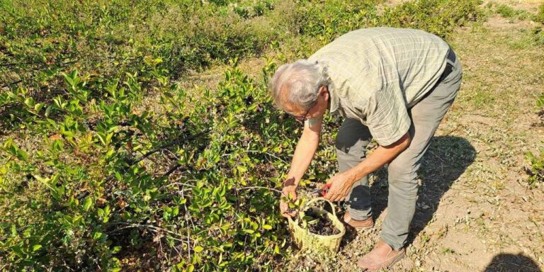 super meyvede hasat zamani 11 bin fidandan 135 ton rekolte bekleniyor pgHSbPWm