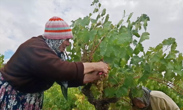 beypazarinda bag bozumu ve pekmez yapimina baslandi YjaAnwMH