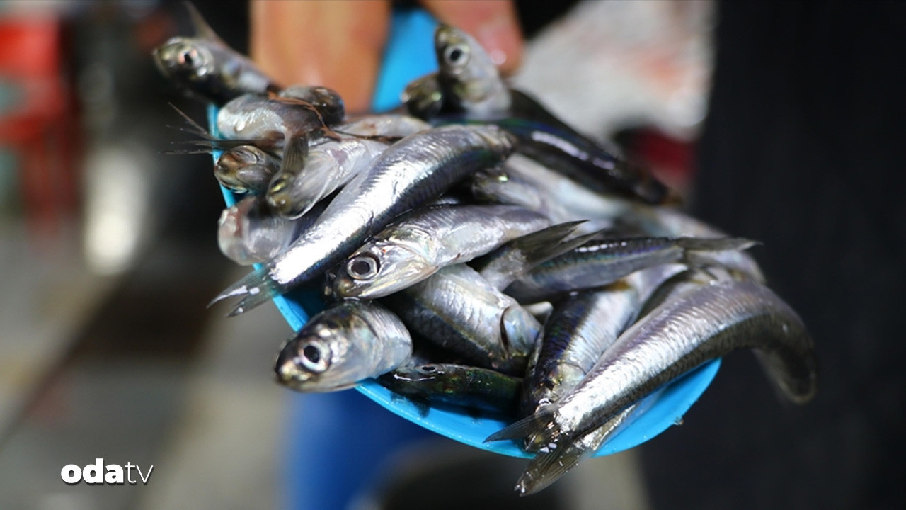 hamsi bu yilin ilk 9 ayinda 19 farkli ulkeye ihrac edildi AsUPTGIv.jpg