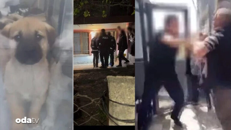 kopekleri olduren doktorun cezasi belli oldu lq4DgX9d.jpg