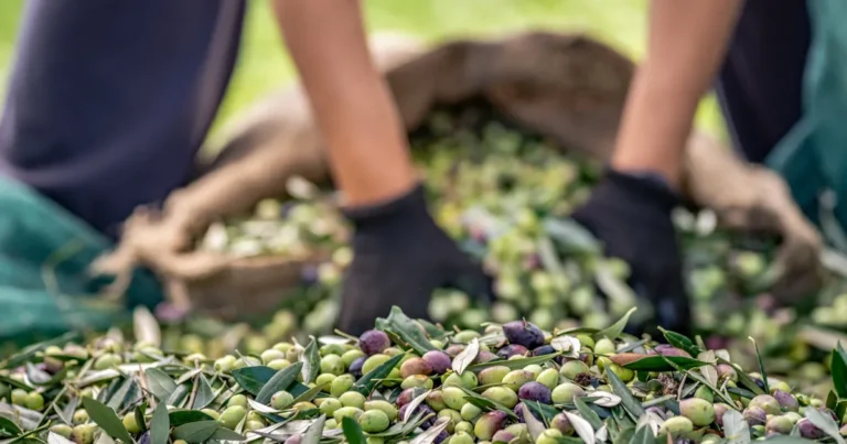 sofralik zeytin ihracatinda 255 milyon dolarlik tarihi rekor yOUjgGsz