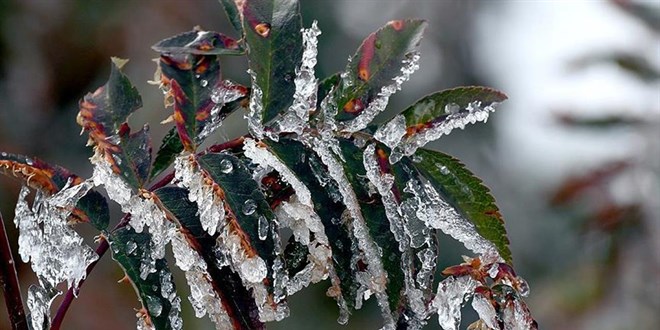 zirai don olayini arastirma komisyonu son toplantisini yapacak vjuiJ3kN.jpg