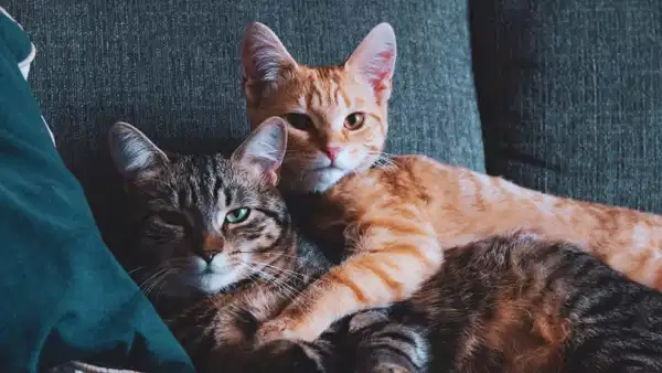 Img