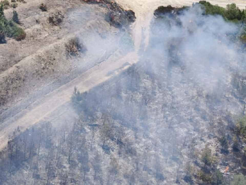 Izmirde kabus alevler hizla yayilip ormana sicradi fvRiUBWS